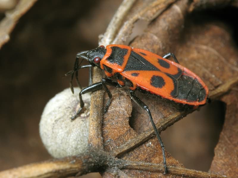 Pyrrhocoris apterus (Linnaeus, 1758)